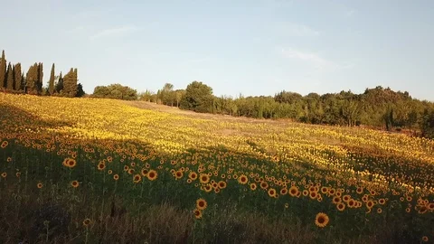 Gubbio Sunflowers 스톡 동영상 96298573
