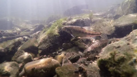 Gudgeon (Gobio gobio) Stock-Footage 87041120