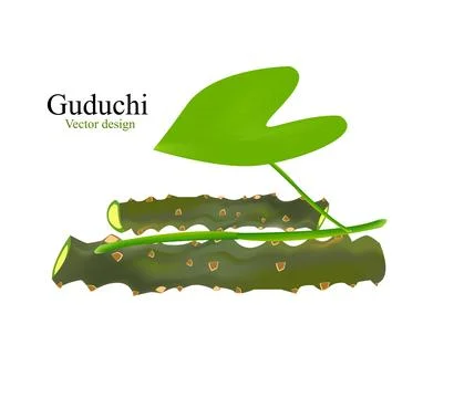This is guduchi vector design or Heart-leaved moonseed design Stock Illustration