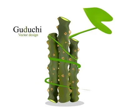 This is guduchi vector design or Heart-leaved moonseed design Stock Illustration