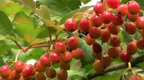 Guelder rose berries Stockbeeldmateriaal 11630368