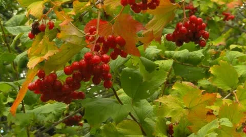 Guelder rose berries 스톡 동영상 11983886