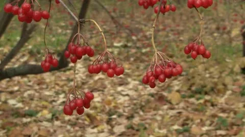 Guelder rose berries Stock Footage 12423713
