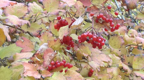 Guelder Rose berries 動画素材 32361079