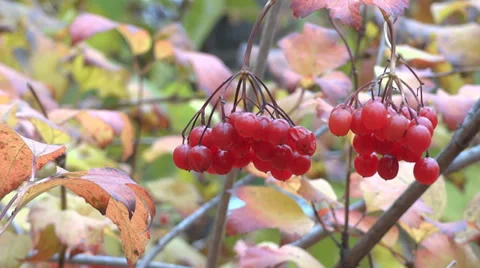 Guelder Rose berries Stock Footage 32361356