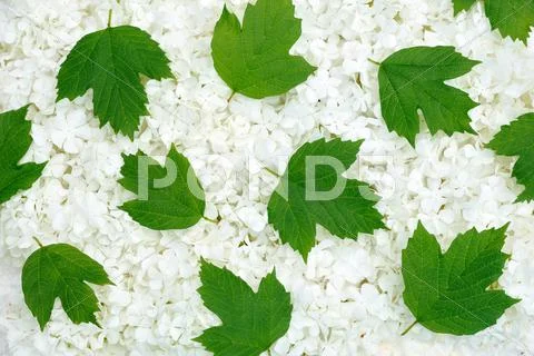 Guelder rose blossoms and leaves - background Stock Photos