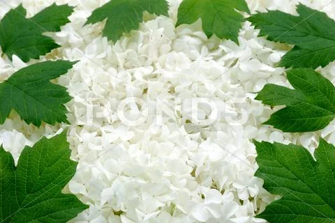 Guelder rose blossoms and leaves - background Stock Photos