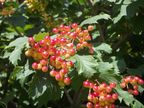 Guelder-rose clusters Stock Photos