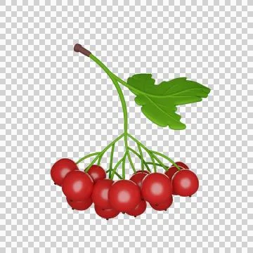 Guelder rose Stock Illustration