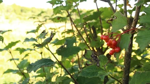 Guelder Rose moving in wind close up Stock Footage 224941511