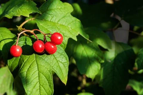 Guelder rose Stock Photos