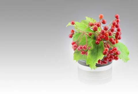 Guelder rose Stock Photos