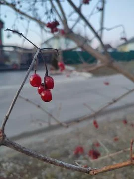 Guelder rose Stock Photos