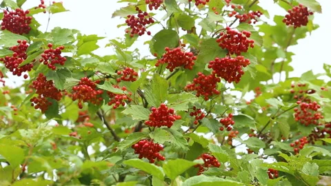 Guelder-rose tree in closeup Video stock 125461906