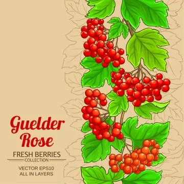 Guelder rose vector background Stock Illustration