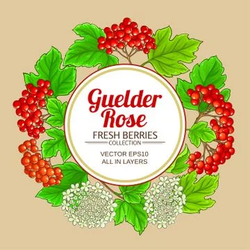 Guelder rose vector frame Stock Illustration