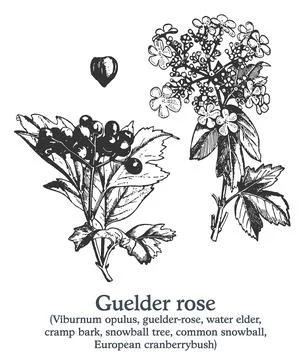 Guelder rose . Vector hand drawn plant. Vintage medicinal plant sketch. Stock Illustration