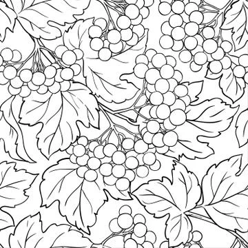 Guelder rose vector pattern Stock Illustration