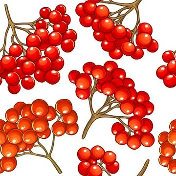 Guelder rose vector pattern Stock Illustration