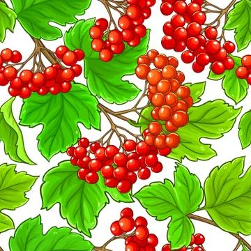 Guelder rose vector pattern Stock Illustration