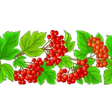 Guelder rose vector pattern Stock Illustration