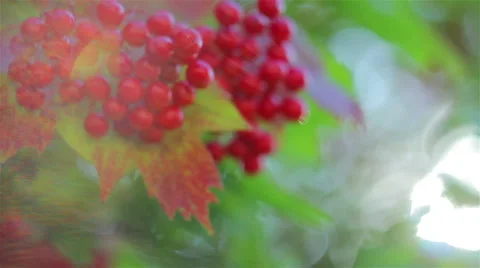 Guelder rose, virginity Video stock 46303317