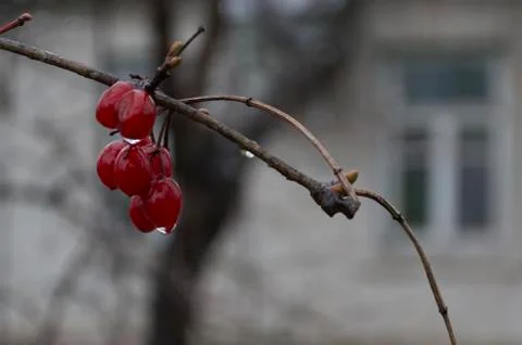 Guelder-rose at the window Foto stock