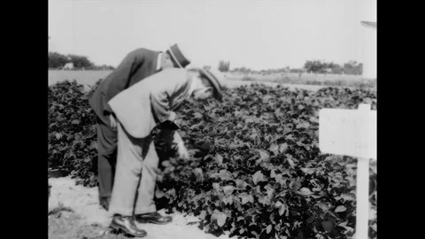 GUELPH - 1920s - E. John Russell inspects soil of Ontario Agricultural College. Stock Footage 341975896