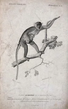 A guenon (cercopithecus) climbing a tree holding its young close to her bod.. Ilustración de archivo