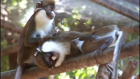 Guenon Monkey Couple Groom Each Other Stock Footage 76012559