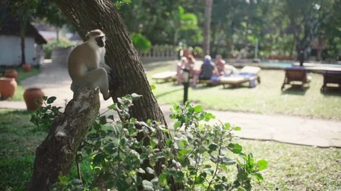 Guenon monkey sitting on low tree branch watching hotel guests. Vervet 動画素材 120688201