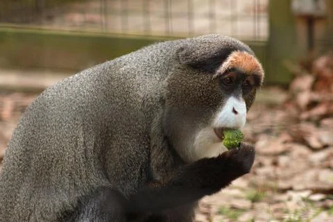 Guenon 스톡 사진
