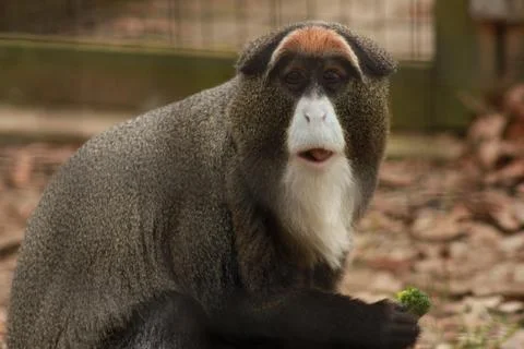 Guenon Stock Photos