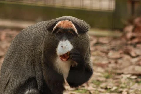Guenon 스톡 사진