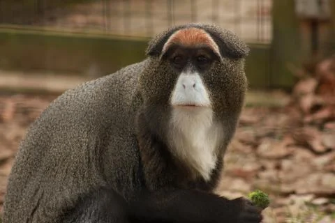Guenon Stock Photos