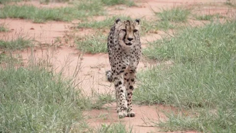 Guepard is walking, slow motion Stock Footage 172106414