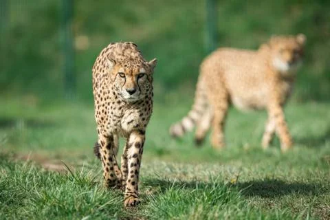 A Guepard walks on the meadow Foto stock