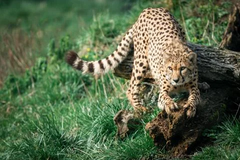 A Guepard walks on the meadow Stock Photos
