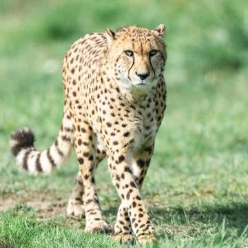 A Guepard walks on the meadow Foto stock