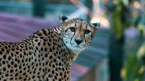 Guepardo mirando a camara. Cheetah looking at the camera Stock Photos
