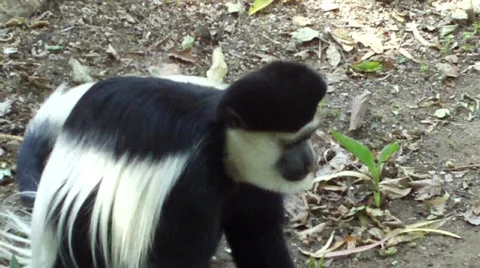 Guereza colobus monkey on ground Stock Footage 627770