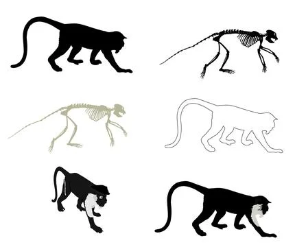Guereza Colobus monkey skeleton vector silhouette Illustrazione stock