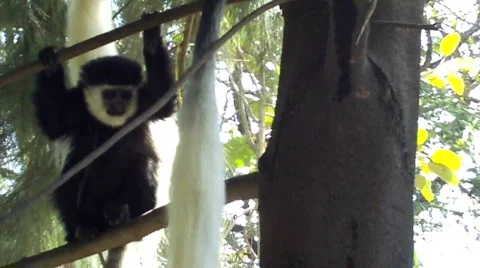 Guereza colobus monkey in tree Video stock 627491