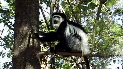 Guereza colobus monkey in tree Video stock 627530