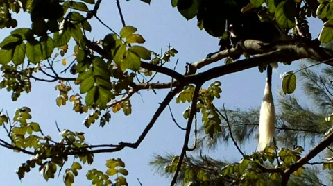 Guereza colobus monkey in tree Video stock 627544