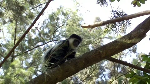 Guereza colobus monkey in tree Stock Footage 627592