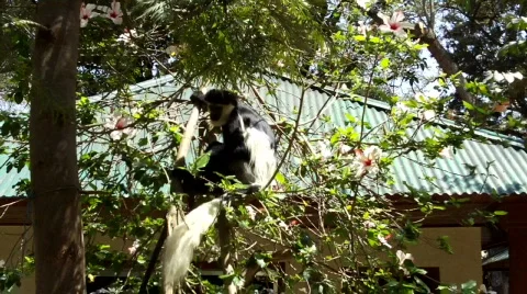Guereza colobus monkey in tree Video stock 627607
