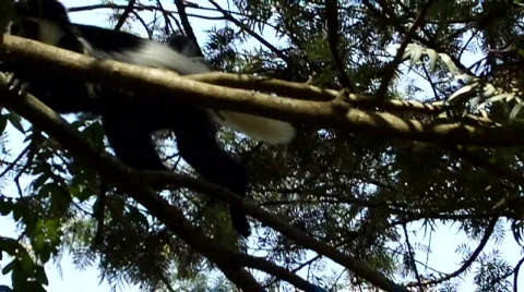 Guereza colobus monkey in tree Stock Footage 627675
