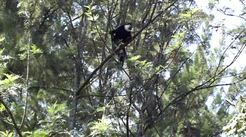 Guereza colobus monkey in tree Stock Footage 627759