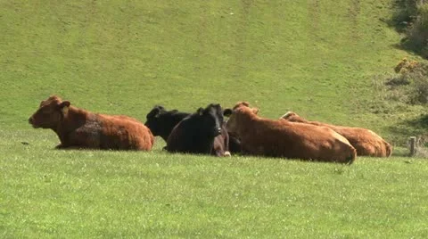 Guernsey Cattle 스톡 동영상 11518028